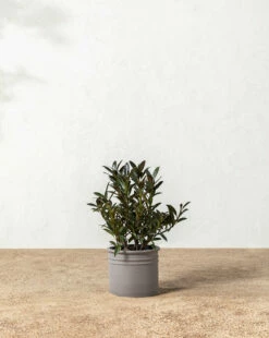 Bolton Ceramic Planter -Bloomingville Shop 20220110 Outdoor 010 0bda3253 a98d 49a6 bc9f ab08614a7b4c