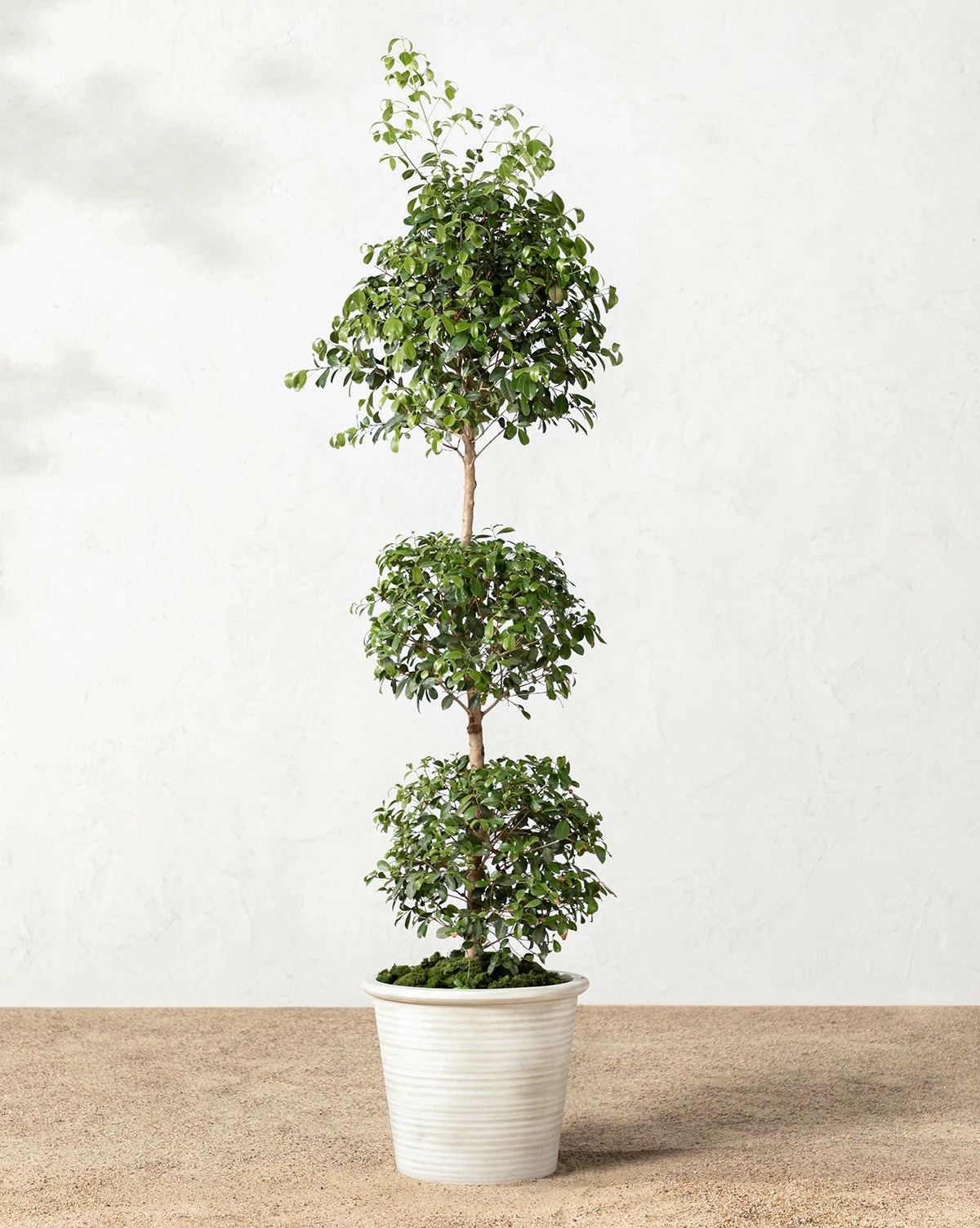 Canton Ceramic Planter 5 Canton Ceramic Planter - Image 3