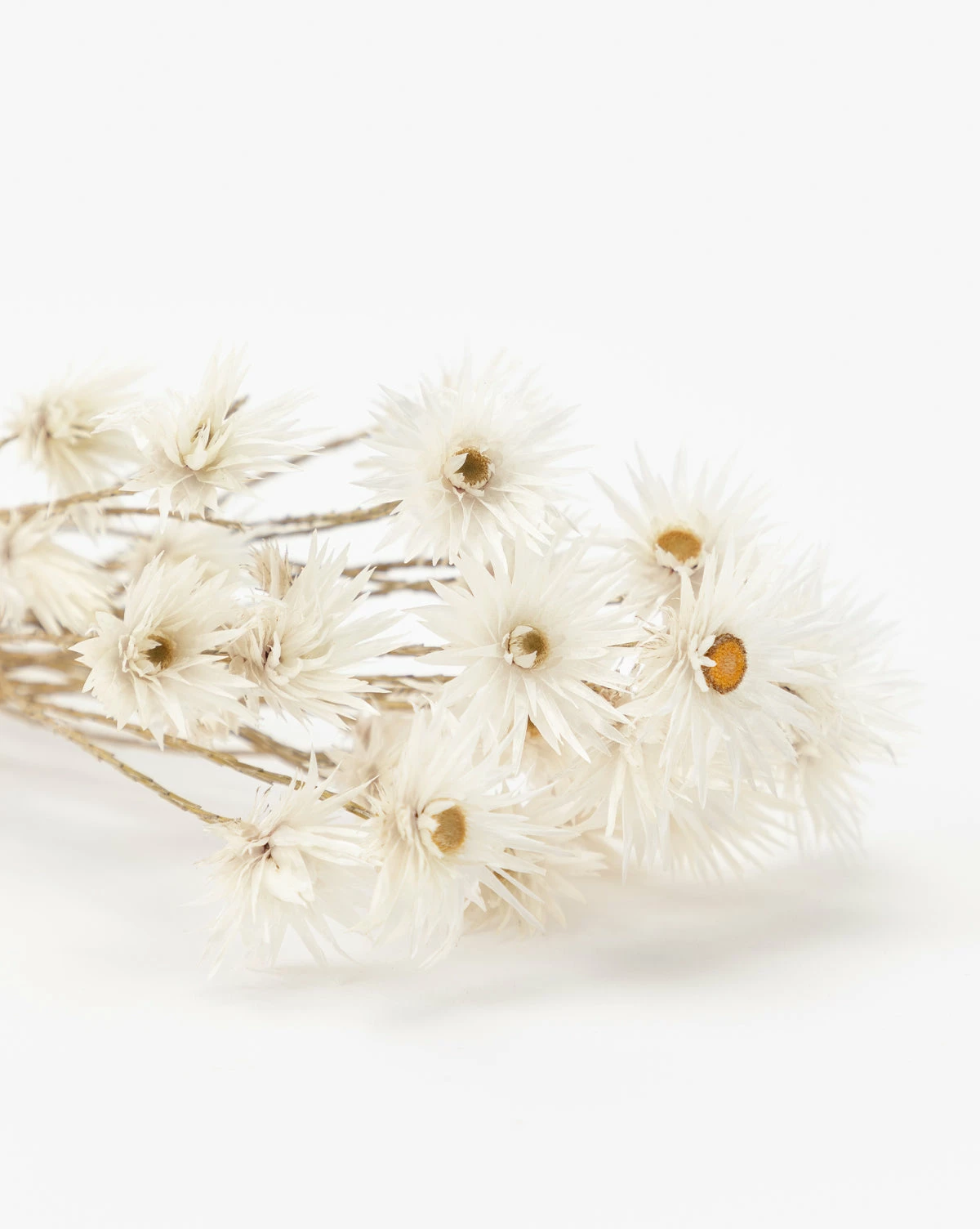 Dried Daisy Flowers 5 Dried Daisy Flowers - Image 3