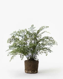 Faux Maiden Hair Drop-In -Bloomingville Shop FauxMaidenHairDrop In MDCR0037 GRN 23 e876752e d8e8 4725 8b2d 2742eedd7291