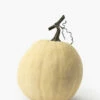 Ivory Pumpkin Collection