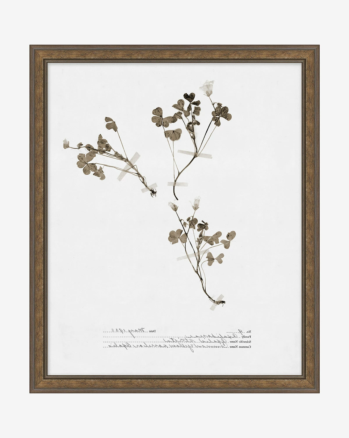 Subdued Botanicals I 3 Subdued Botanicals I